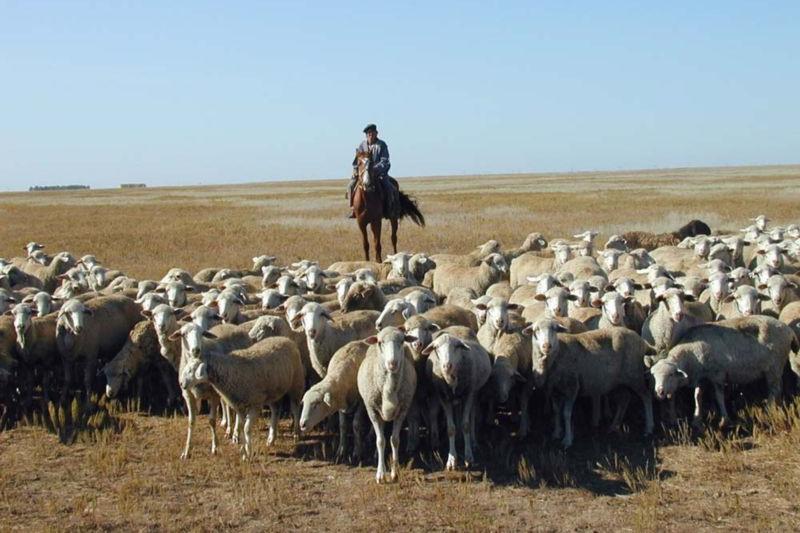 Елімізде Малшылар күні атап өтілмек  