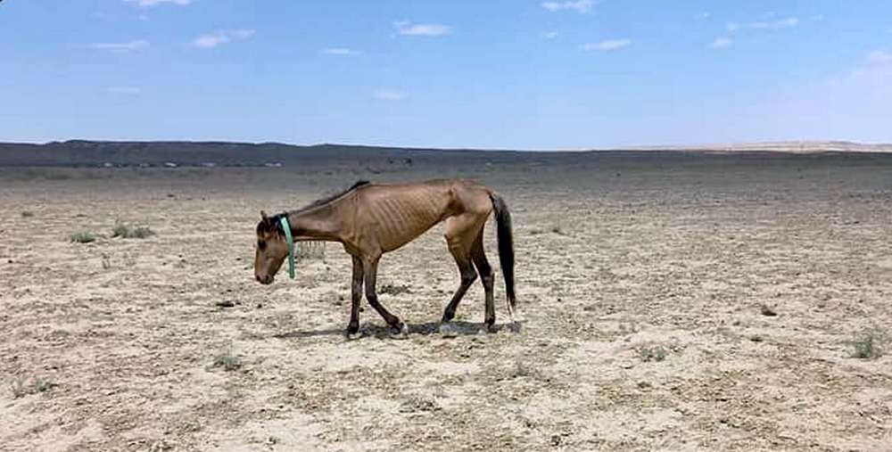 В Кызылординской области погибло почти 500 голов домашнего скота