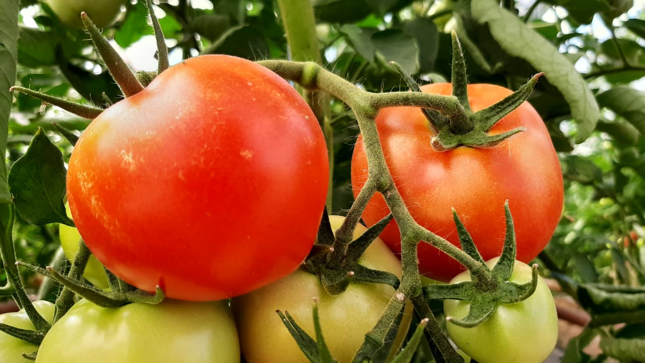 Фермер выращивает около 40 сортов томатов в Туркестанской области