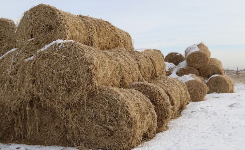 Атырауда қысқа қажетті мал азығының тең жартысы көрші өңірлерден жеткізіледі   