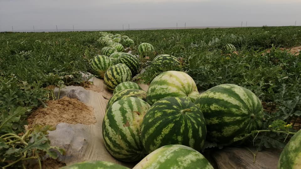 Жаңақорғанның қарбызы Ресейдің дәмді асына айналды