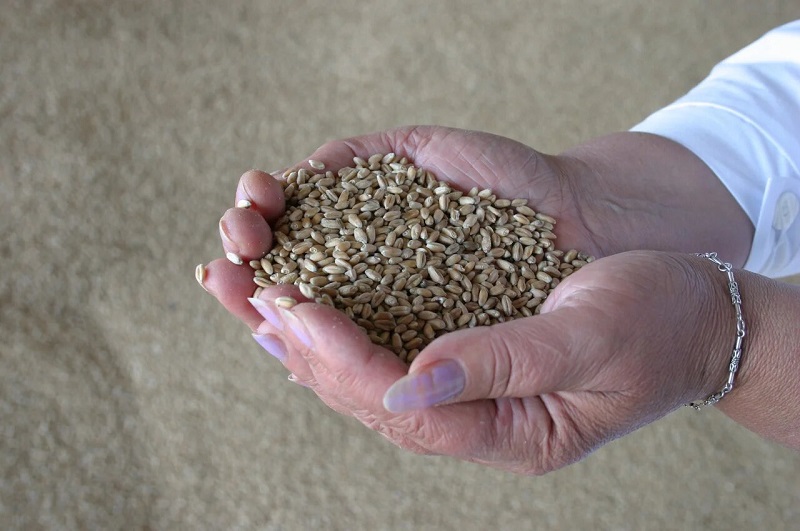 Более 600 тысяч тонн пшеницы экспортировал Казахстан в октябре