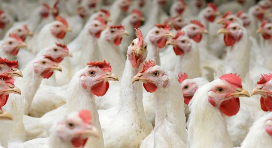 Несколько птицефабрик в СКО пытаются через суд заставить вернуть ранее полученные субсидии