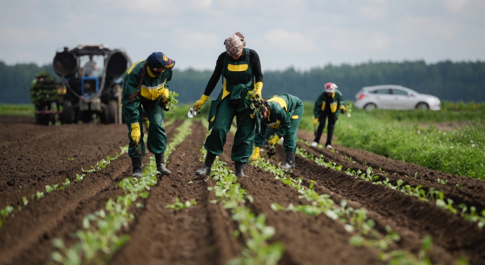 Работники сельского хозяйства получают зарплату вдвое меньше средней по стране