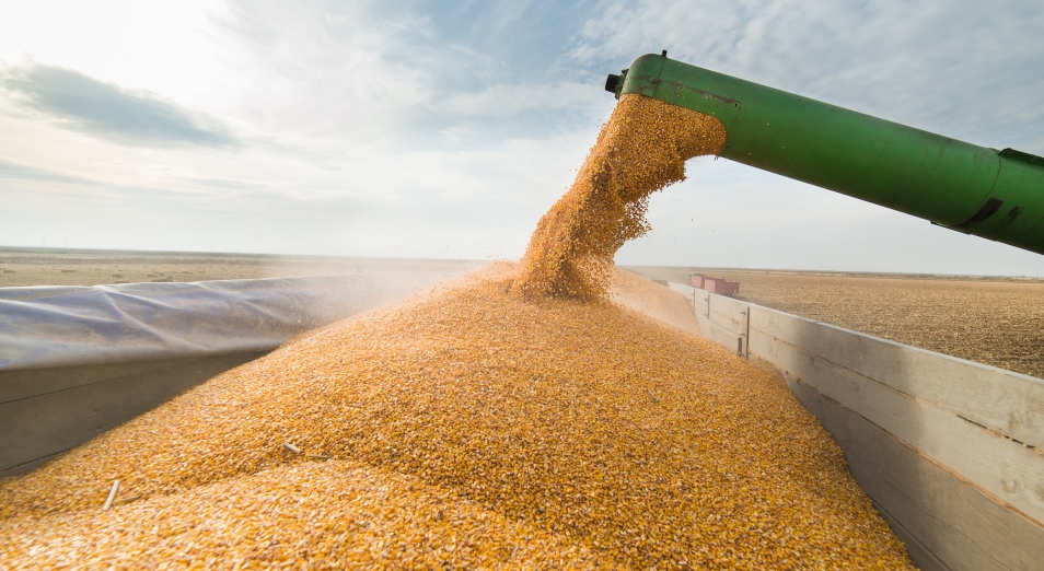 Зернопереработчики РК: Контрабандная пшеница из России тоннами попадает в страну через «дырявые» КПП