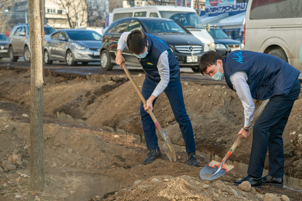 Как пытались закончить скандал с незаконно вырубленными деревьями в Алматы