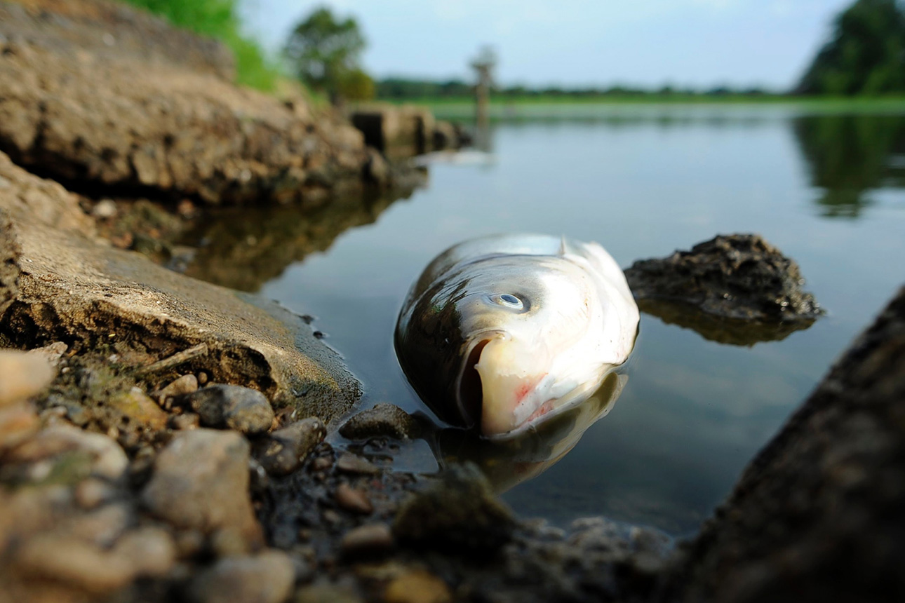 В протоке Иртыша в ВКО зафиксирована гибель рыбы 
