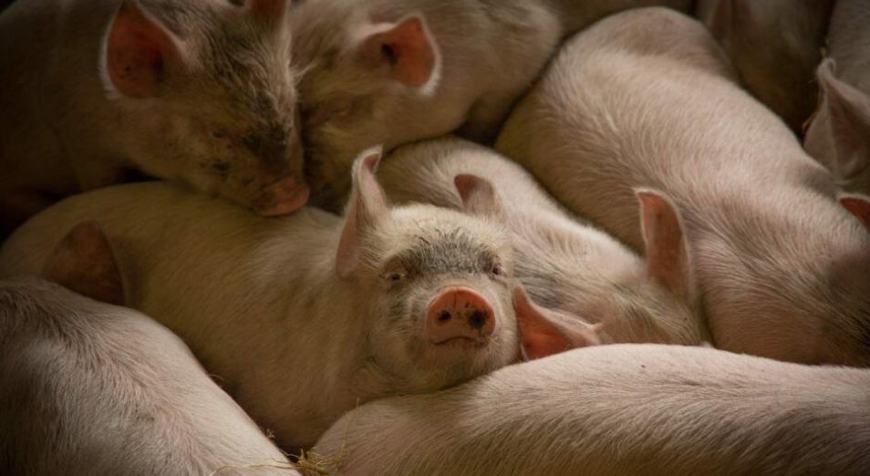 Английские фермеры уничтожают поголовье свиней