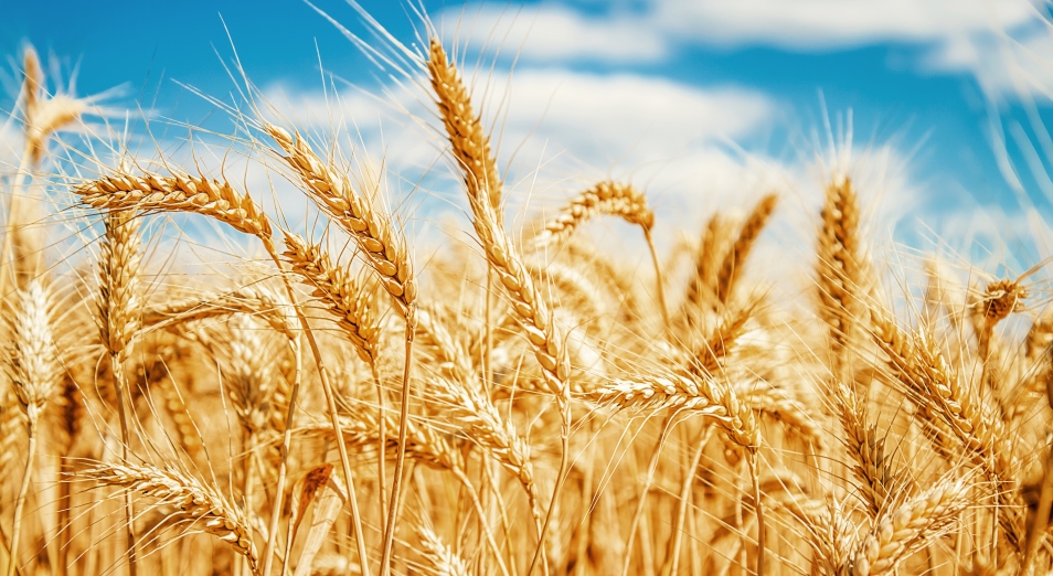 В Казахстане планируют собрать 15,3 млн тонн зерновых
