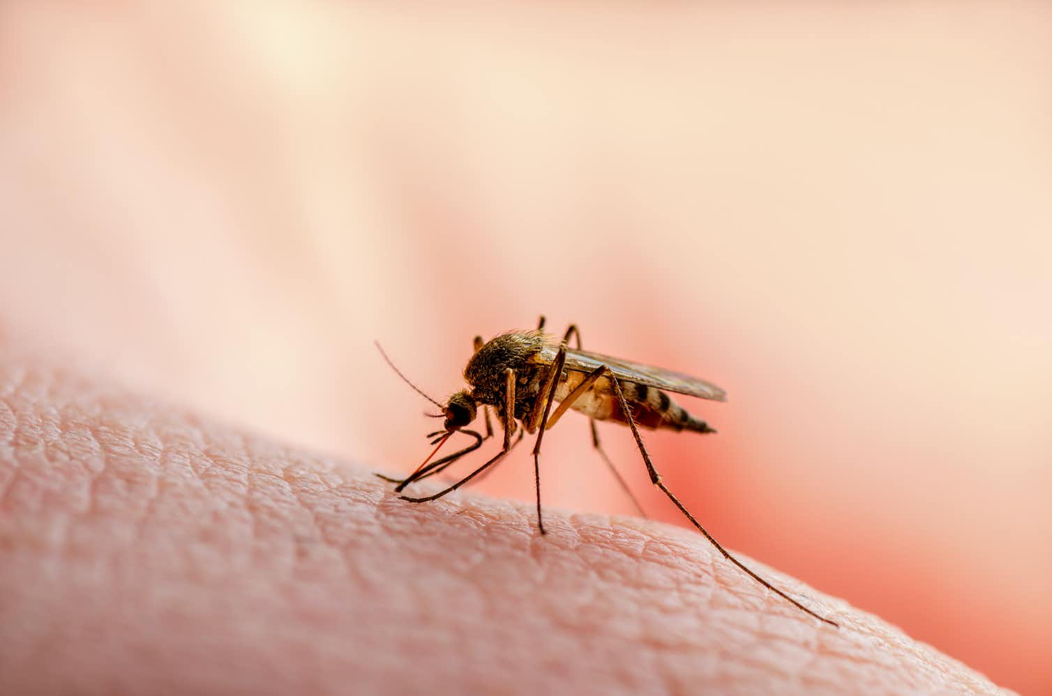Отучить комаров пить кровь пытаются российские и американские ученые