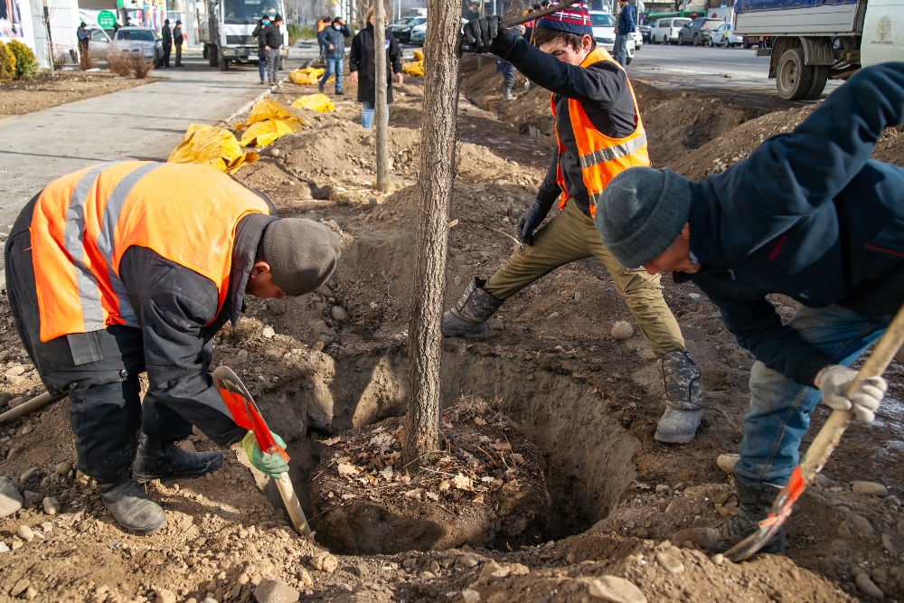 Как пытались закончить скандал с незаконно вырубленными деревьями в Алматы