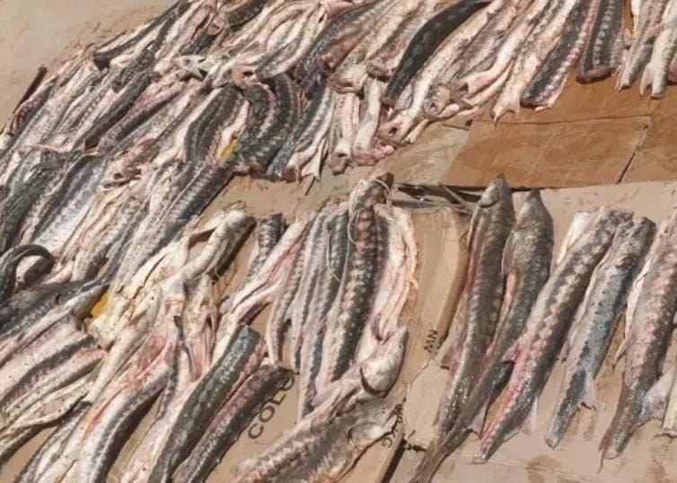 Маңғыстауда бекіре тұқымдас балықтарды заңсыз аулаған 8 адам ұсталды