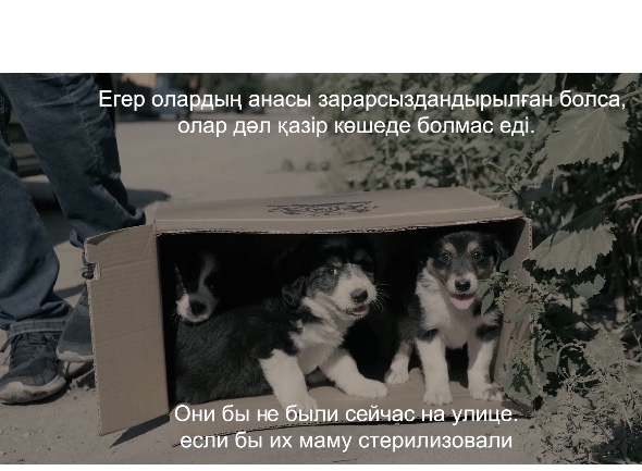 Убить нельзя стерилизовать: какой путь выберет общество?