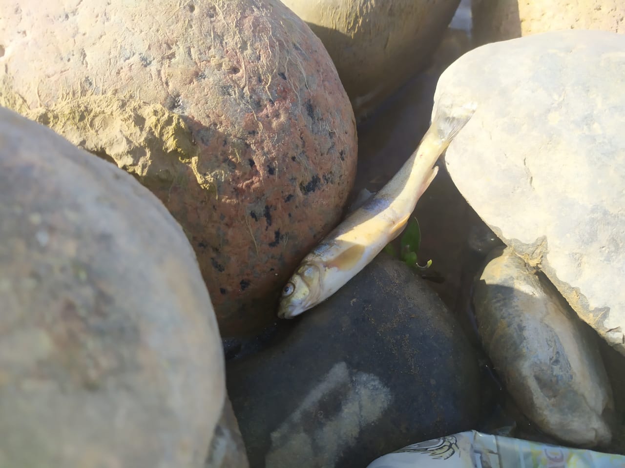Массовый замор рыбы на Бадаме: анализы чистые