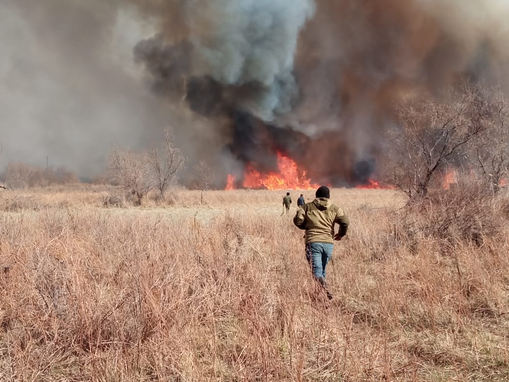 Балқаш ауданындағы өртті қураған ағаштар өршітіп тұр 