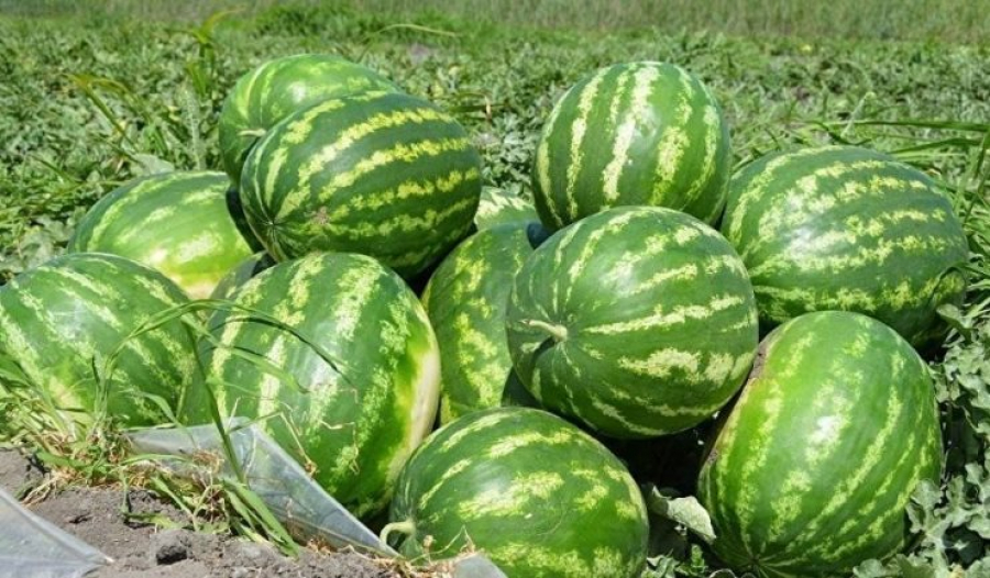 Қарбыз құрамынан 4 есе көп нитрат анықталды