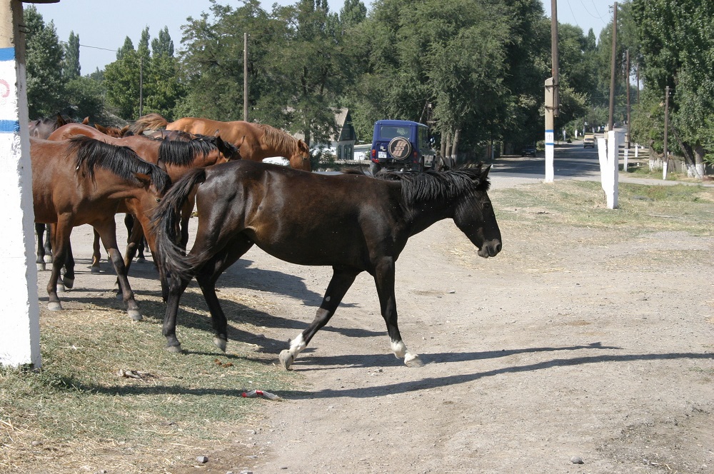 3,5 мың ауылға ерекше көңіл бөлінеді 