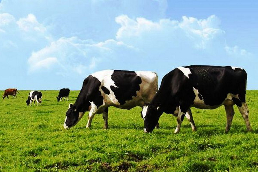 Толеутай Рахимбеков высказался против продажи сельхозземли