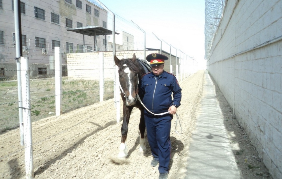С подкопами в СИЗО Актау борются с помощью лошадей