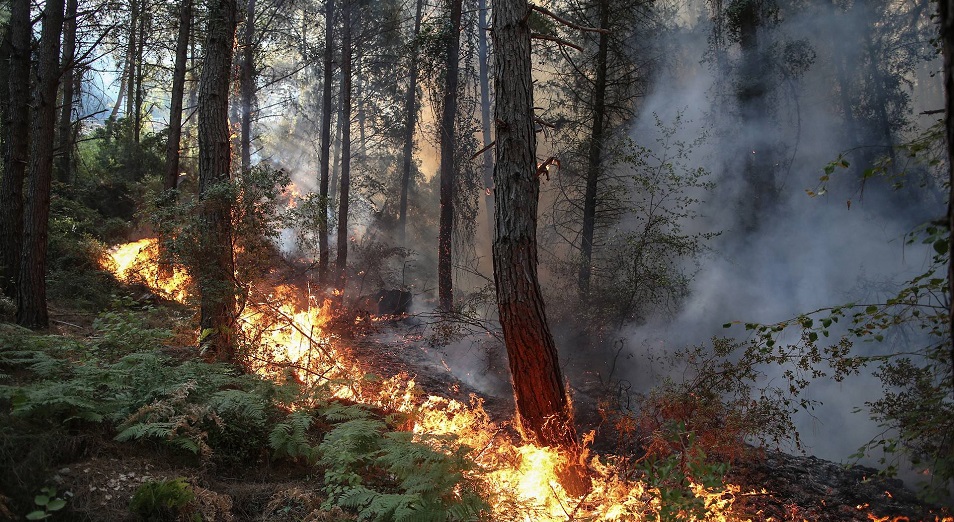 В Турции задержан подозреваемый в поджогах лесов