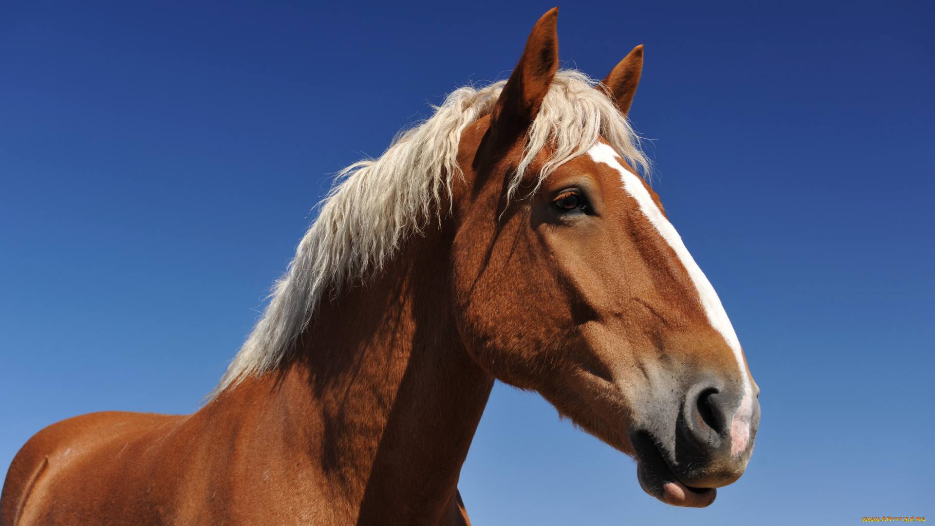 В Актау жители жалуются на «бесхозных» лошадей, объедающих деревья