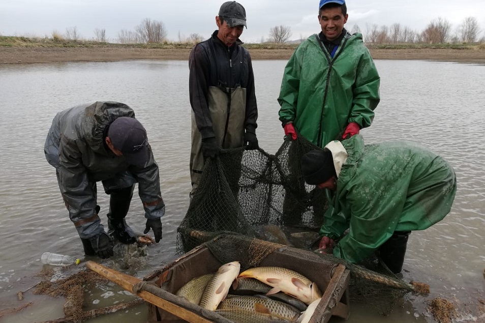 Что тормозит развитие рыбной отрасли в Казахстане