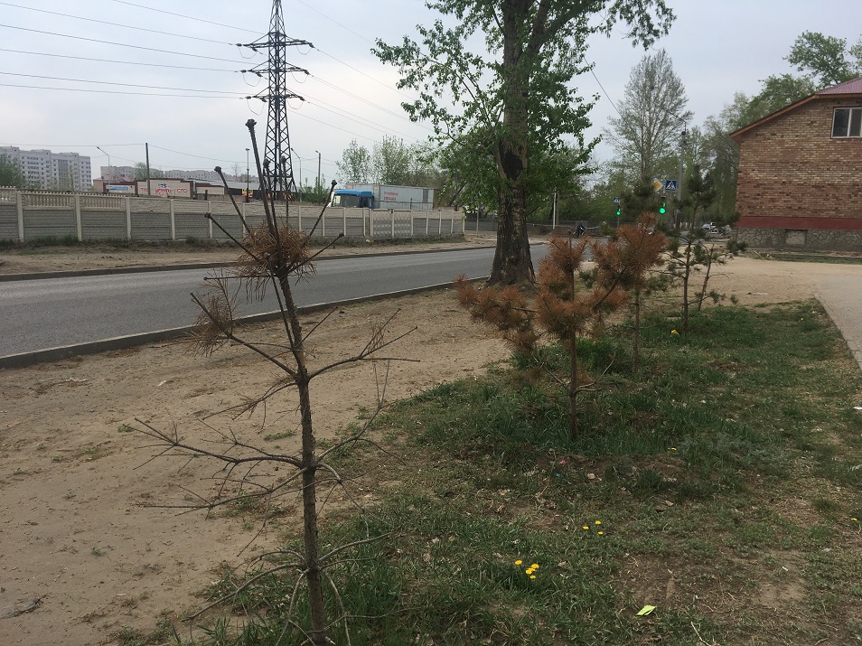 Павлодарские экологи требуют ввести мораторий на вырубку деревьев