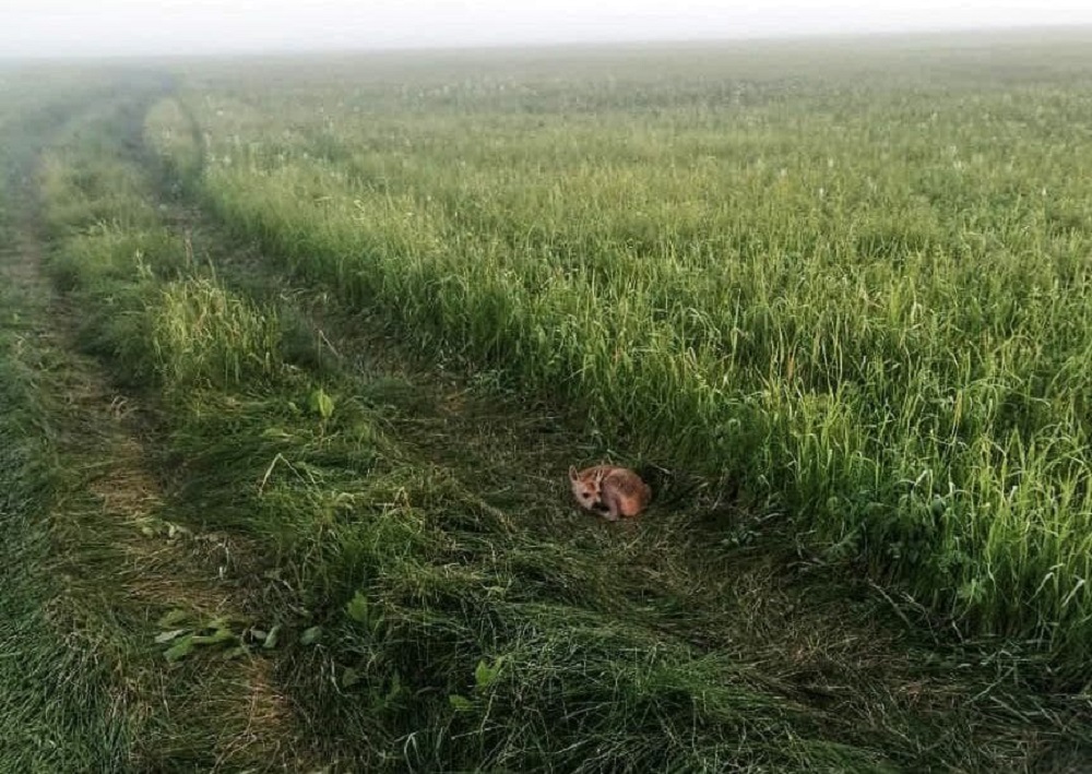 Детеныша косули запечатлели в пойме Иртыша