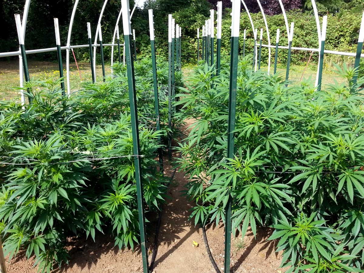Кызылординцы стали выращивать марихуану на домашних 10 сотках