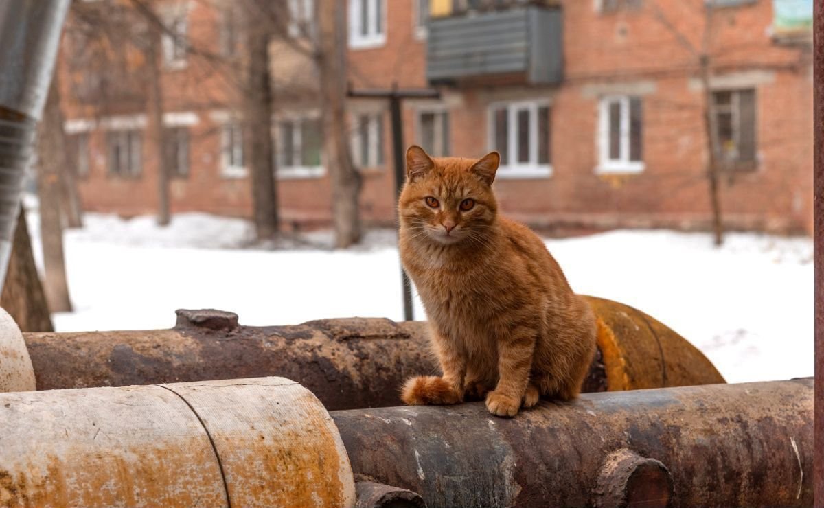 В России измерили изношенность теплотрасс в кошках