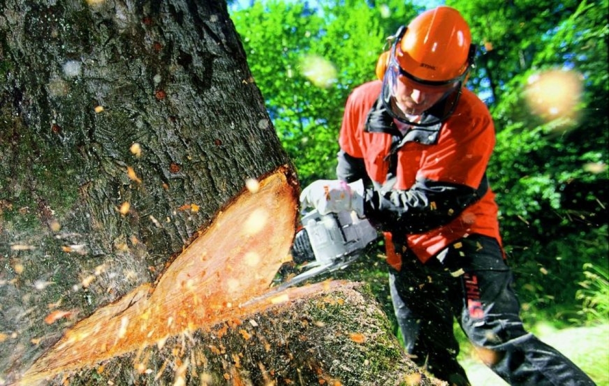 В Усть-Каменогорске снова скандал с вырубкой деревьев