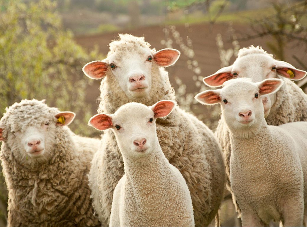 Сразу 35 овец убил машиной житель Шымкента