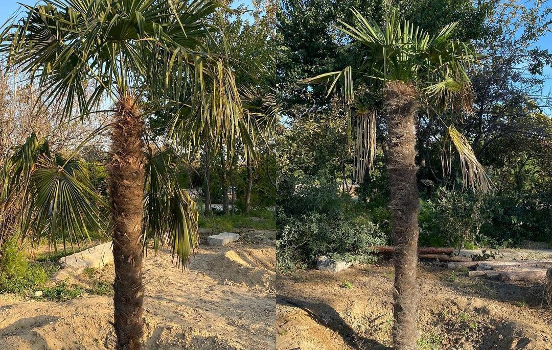 В Мангистау выращивают пальмы