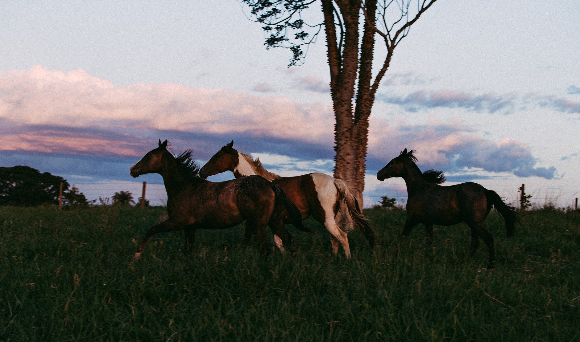 Сбежавшие в Казахстан лошади поставили фермера под удар