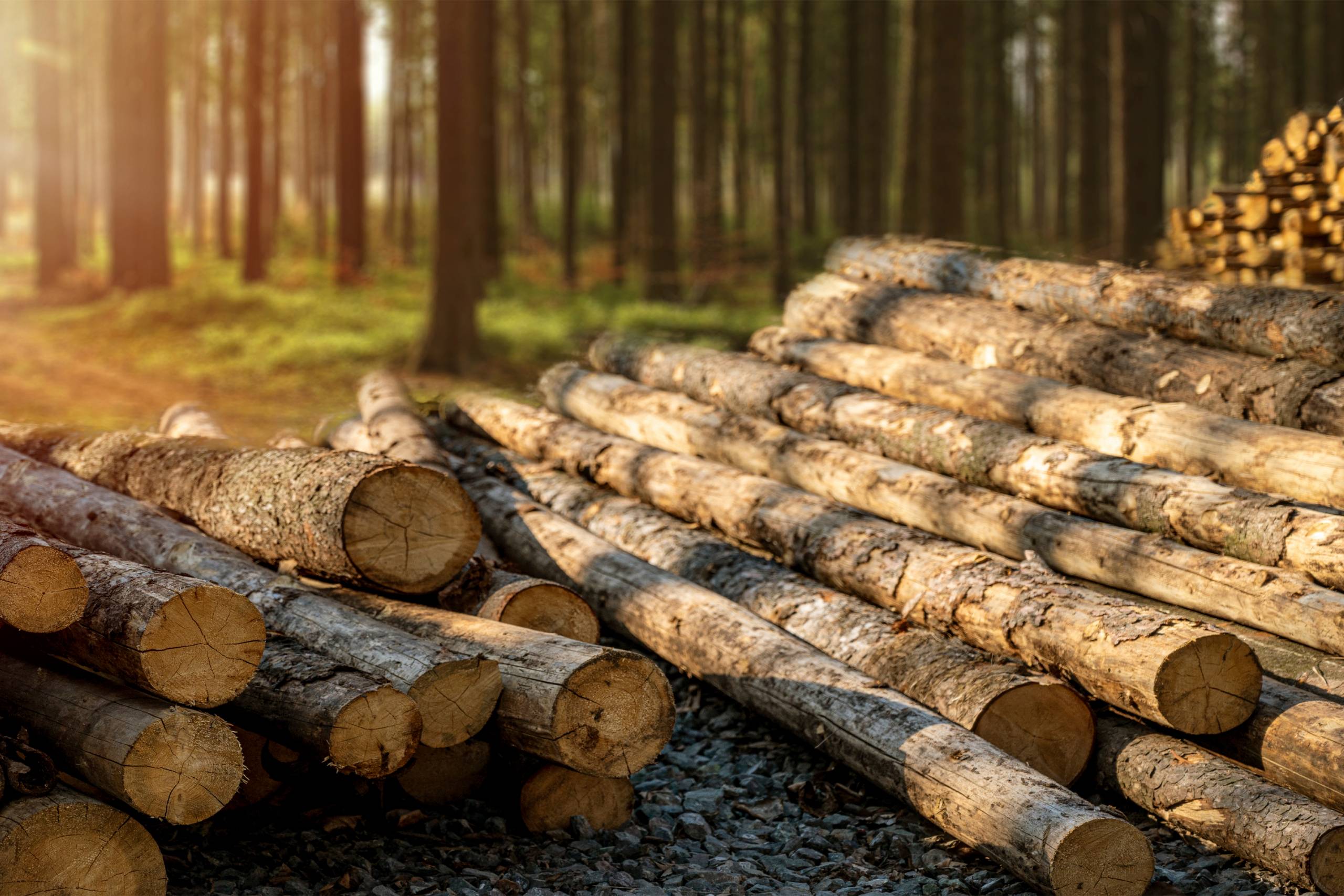 Казахстан вводит запрет на вывоз лесоматериалов