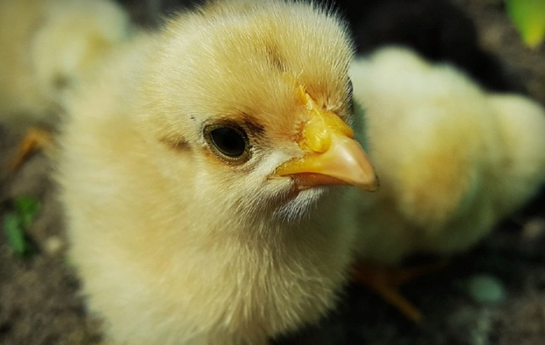 Грозит ли банкротство птицефабрикам в СКО?