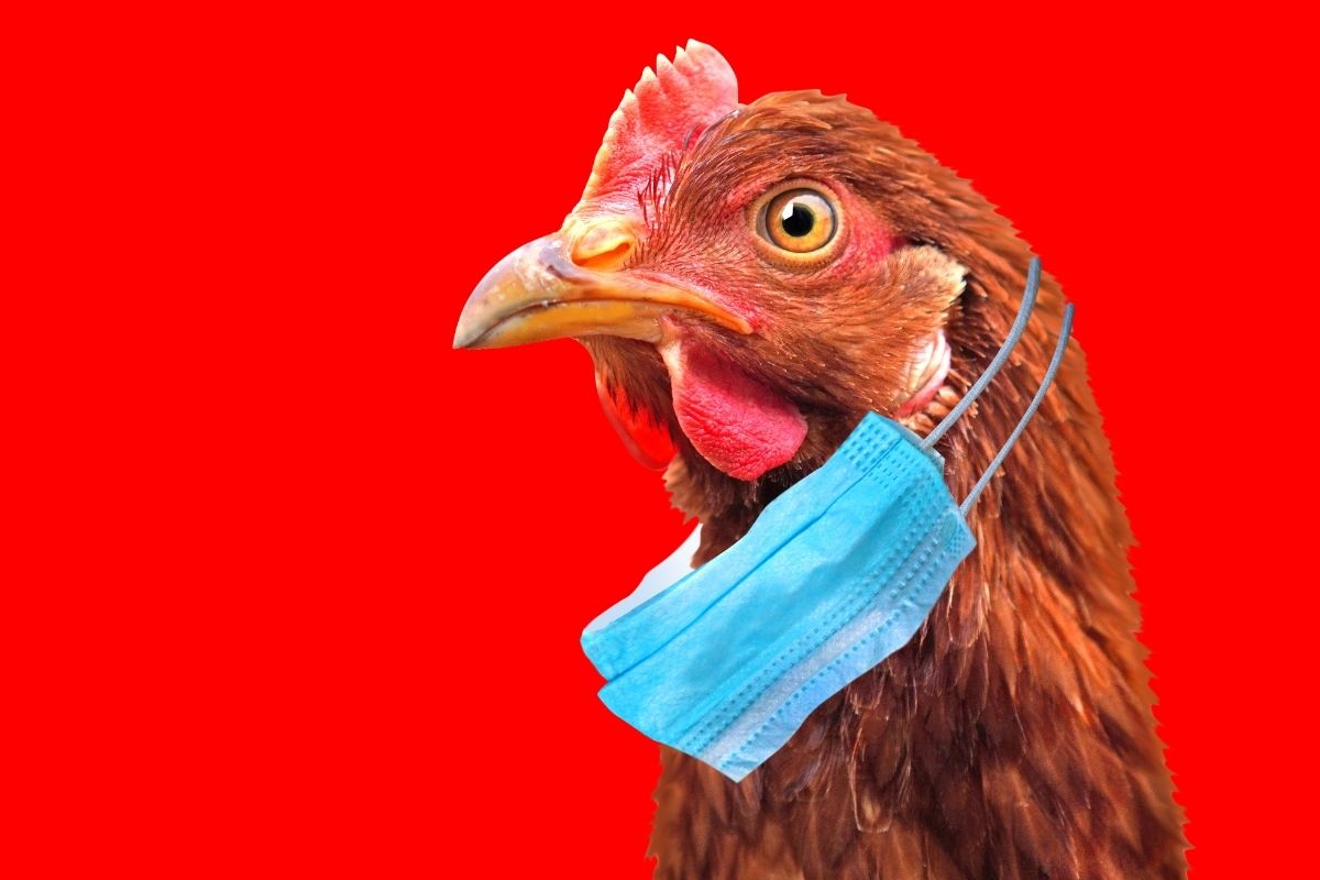 Североказахстанское село охватил птичий грипп
