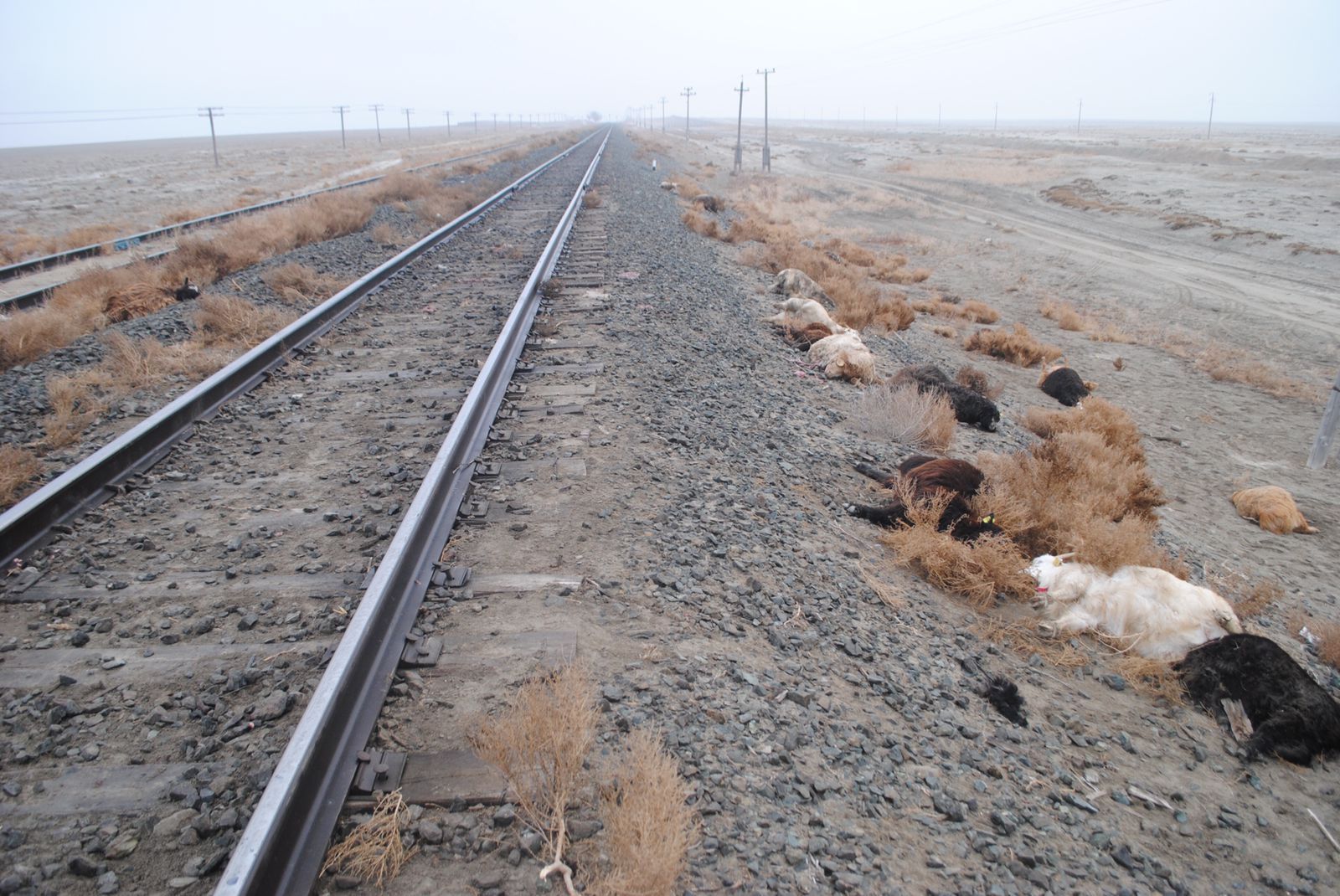 20 животных насмерть сбил поезд в Казахстане