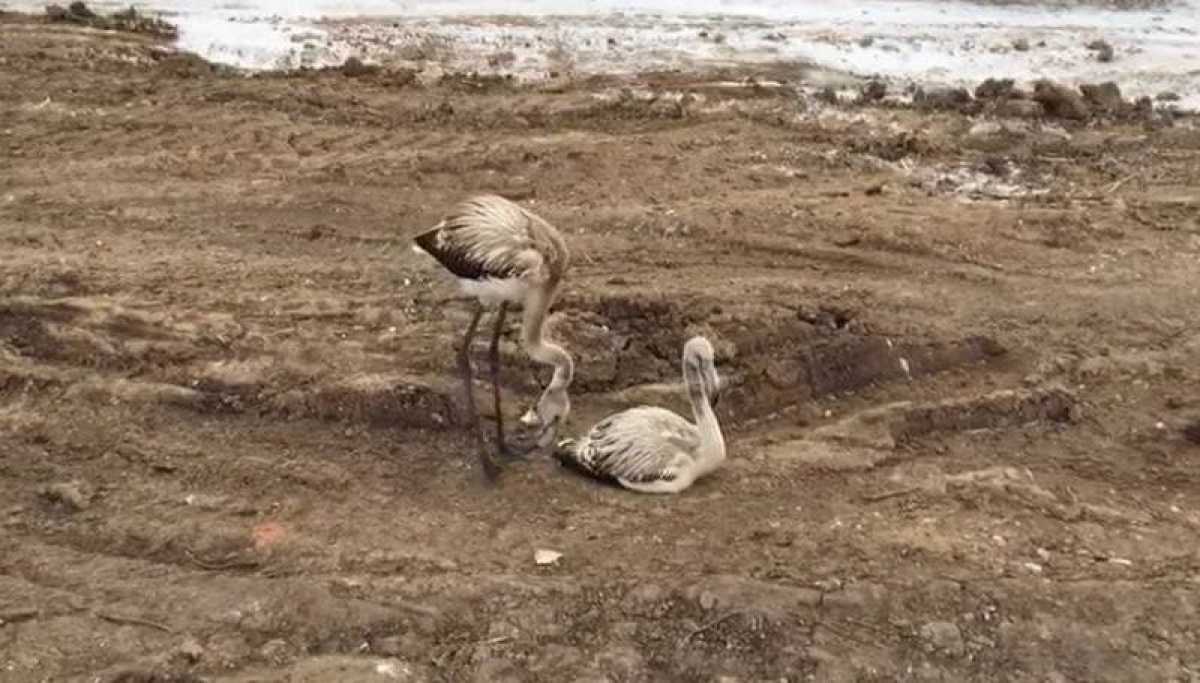 Фламинго в Нур-Султане взбудоражили экологов 