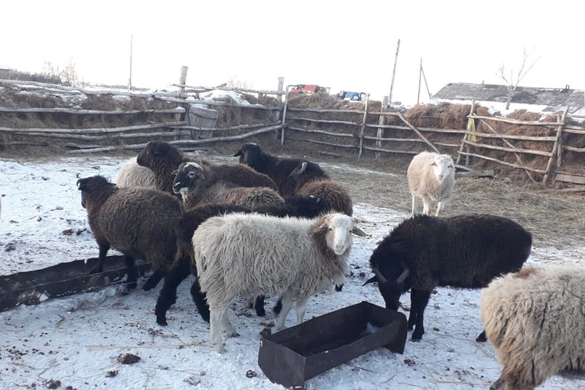 Полицейские СКО нашли пропавших овец