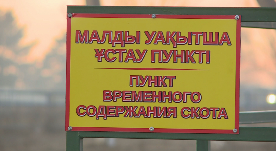 Бесхозный скот отправляют на "штрафстоянку" в Карагандинской области
