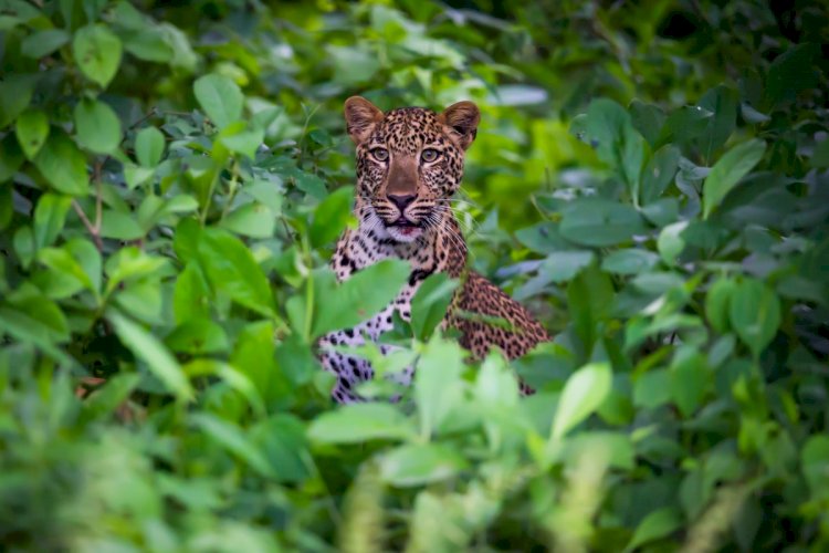 Разъяренная женщина километр гналась за леопардом, напавшим на ее сына