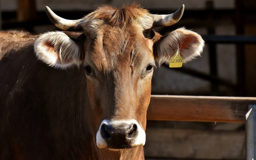 Субсидии помогли улучшить качество казахстанского крупного рогатого скота – эксперт